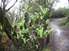 Landschaft auf der Insel Gomera