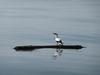 Vogelbesuche am Pazifik