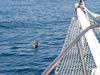 Dieser "komische Vogel" (sic!) setzte sich vor dem Schiff ins Wasser und...