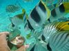 Fischf&uuml;tterung aus der Thunfischdose