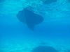 Unter Wasser im Beveridge Reef