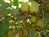 KIWIS (Fr&uuml;chte) - nach dem Vogel benannt (oder nach den Neusel&auml;ndern)