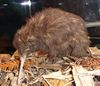Der KIWI (Vogel)  - das Nationalsymbol der Kiwis (Neuseel&auml;nder)