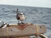 Umso mehr hat uns die Gesellschaft dieses kleinen Vogels unterwegs erfreut.